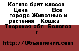 Котята брит класса › Цена ­ 20 000 - Все города Животные и растения » Кошки   . Тверская обл.,Бологое г.